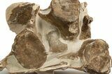 Fossil Plesiosaur (Thililua?) Vertebrae in Rock - Asfla, Morocco #328416-1